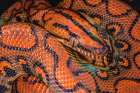 South America. Brazilian rainbow boa constrictor close-up. Art Print